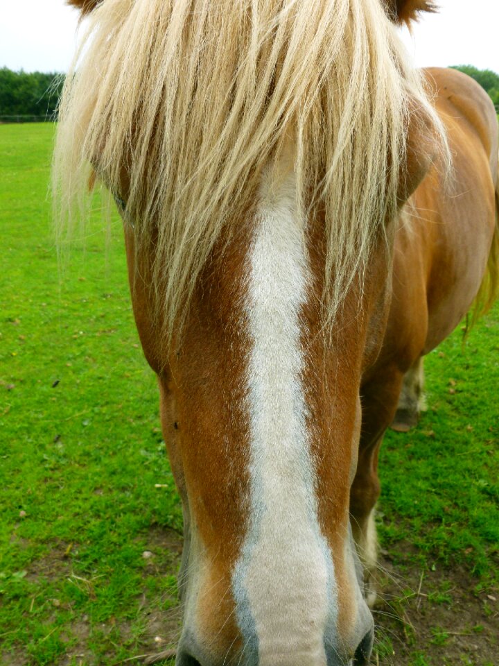 View pferdeportrait mane
