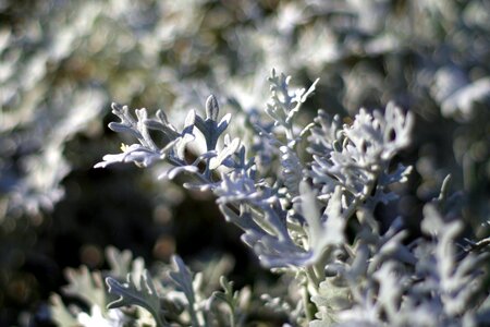 Wormwood plant garden