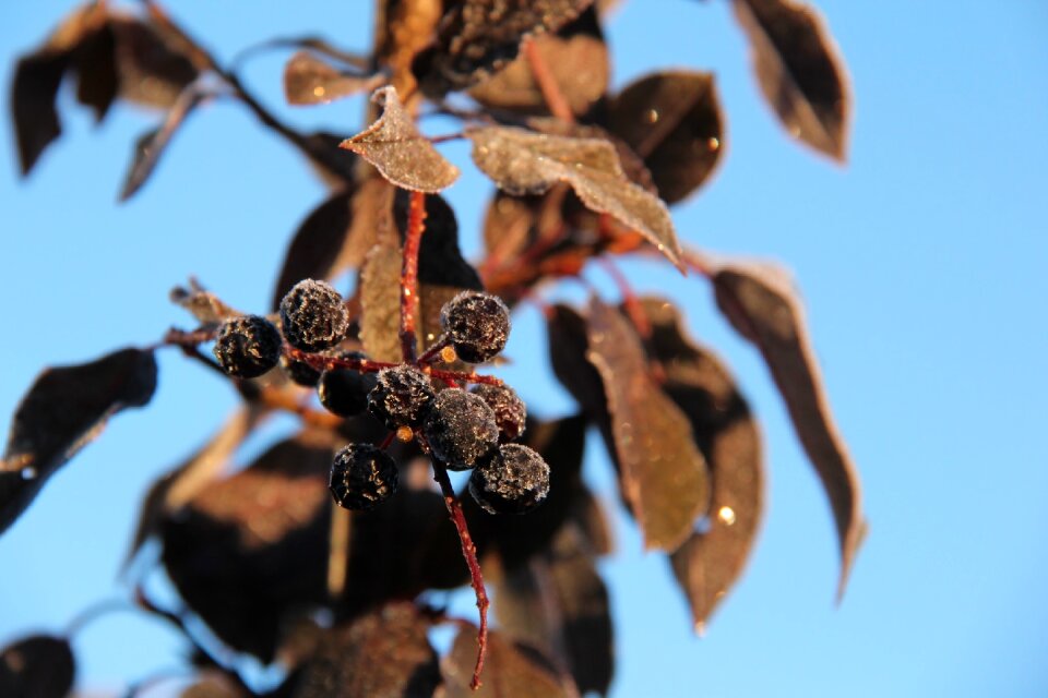 Fall schubert chokecherry prunus virginiana ‘schubert