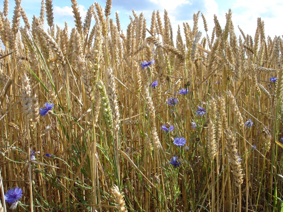 Frog wheat field cornflower