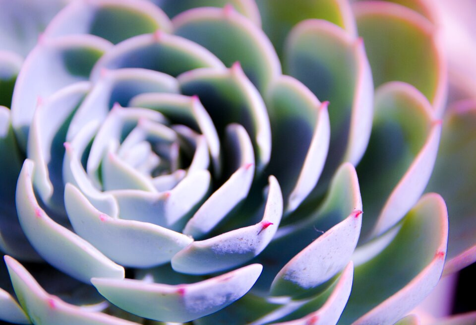 Texture plant the fleshy