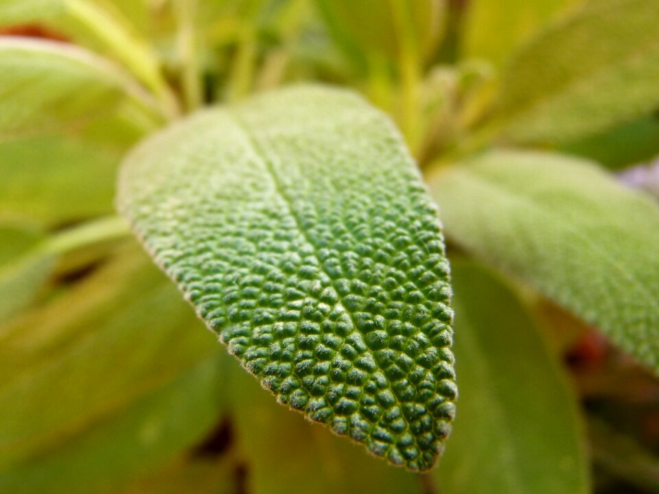 Leaf close up herbs