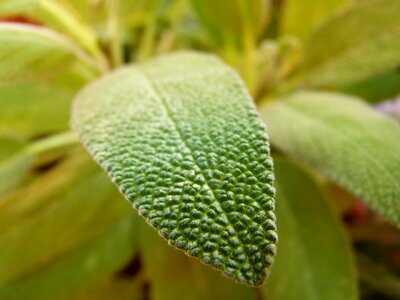 Leaf close up herbs photo