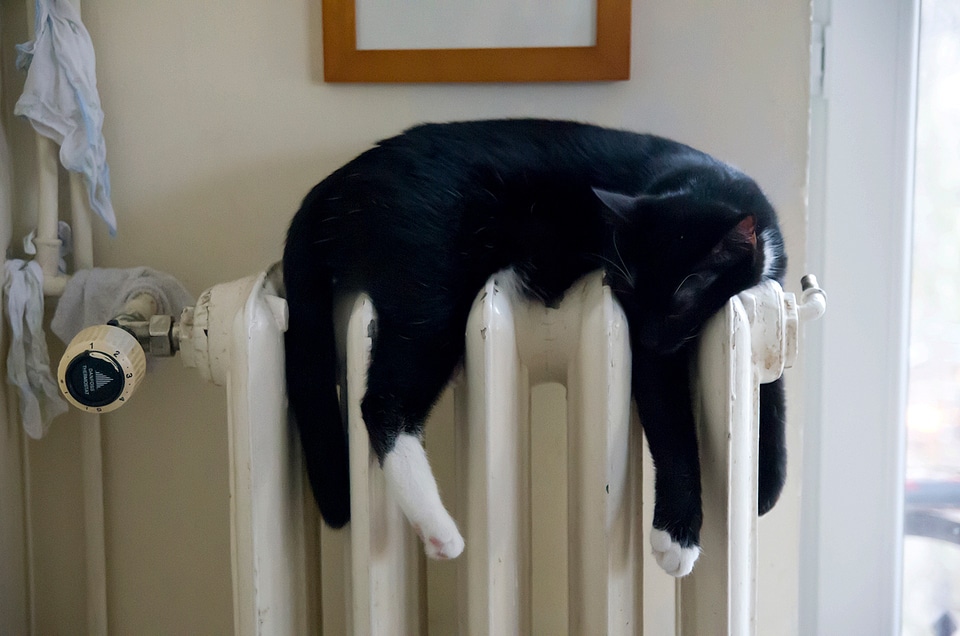 Animal heating domestic animal