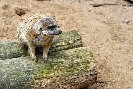 Mammal zoo park