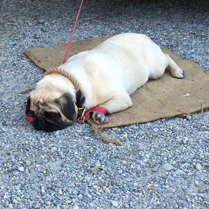 Pet purebred dog in the free