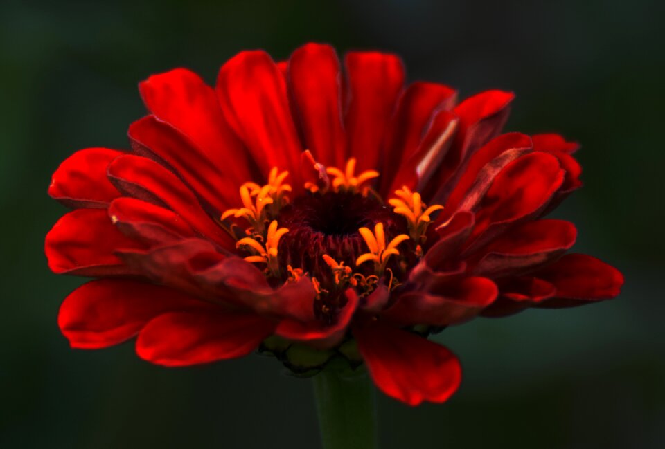 Red flower garden blossom