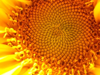Nature brown sunflower