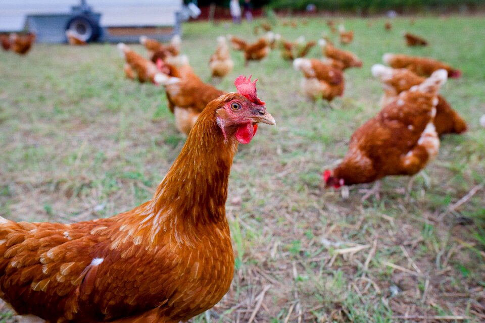 Chicken chickens free range