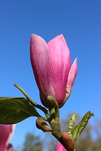 Flowers pink ornamental