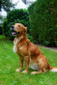 Sweet meadow dog portrait