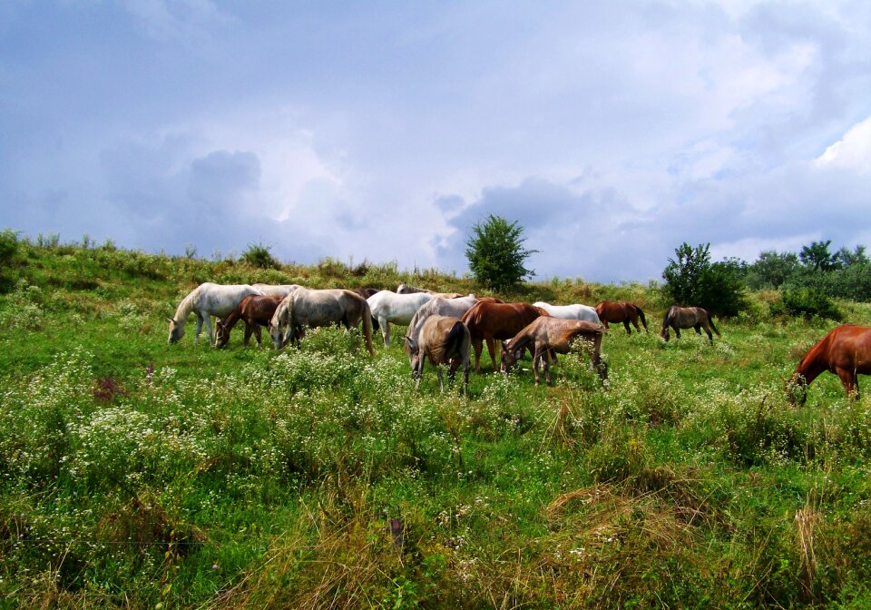 Horses stud ungulates