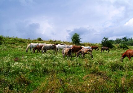Horses stud ungulates