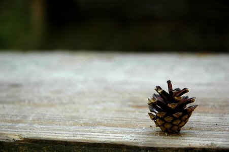 Seed natural macro