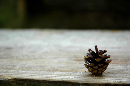 Seed natural macro photo