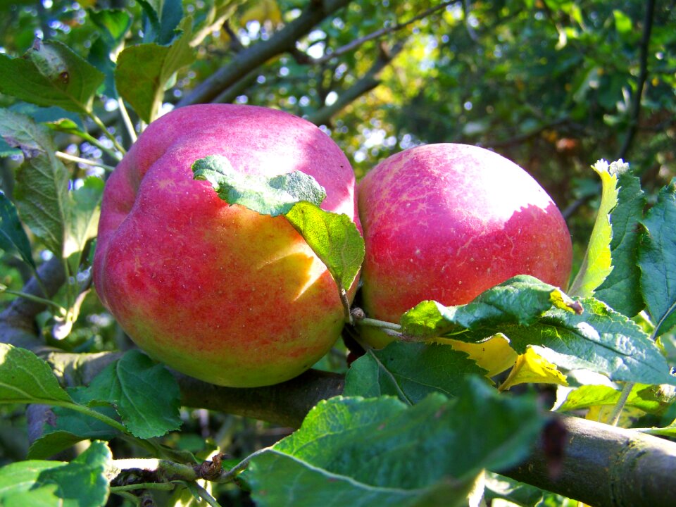 Red apple ripe fruit autumn