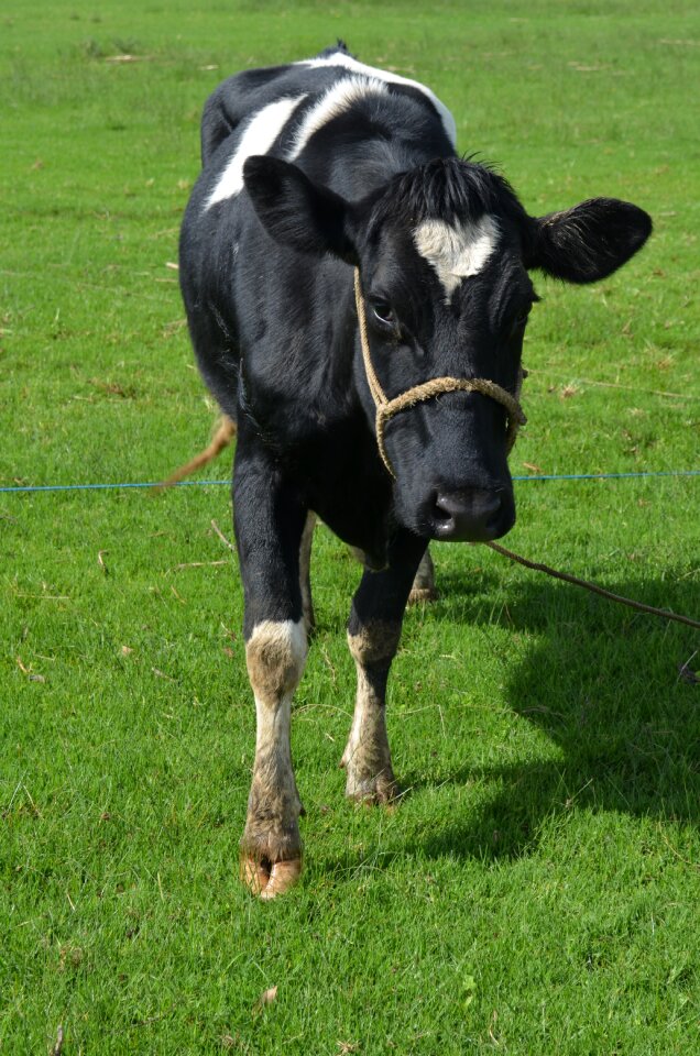 Nature animals milk cows