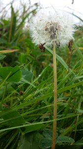 Stalk autumn grass