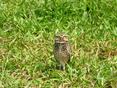 Owl pedro nunes pasture