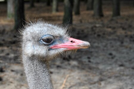 Ostrich bill head