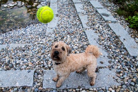 Wet dog wet animal photo