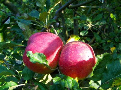 Red apple ripe fruit autumn