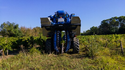 Agricultural machine bunch of grapes vine photo