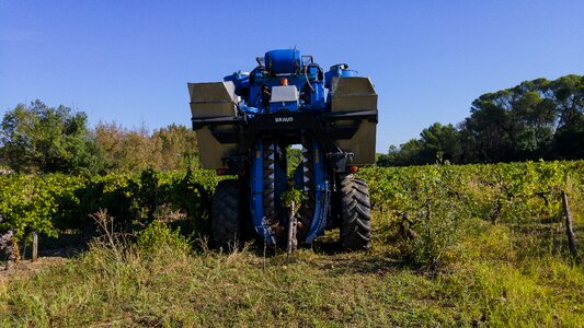 Agricultural machine bunch of grapes vine