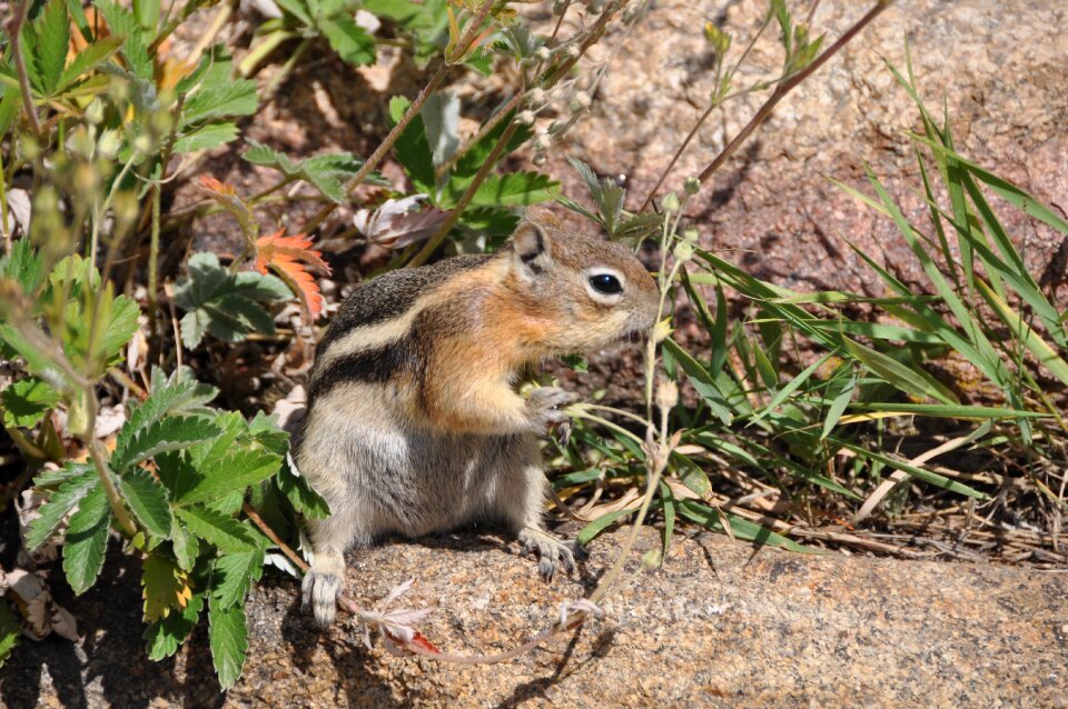 Nature eat rodents