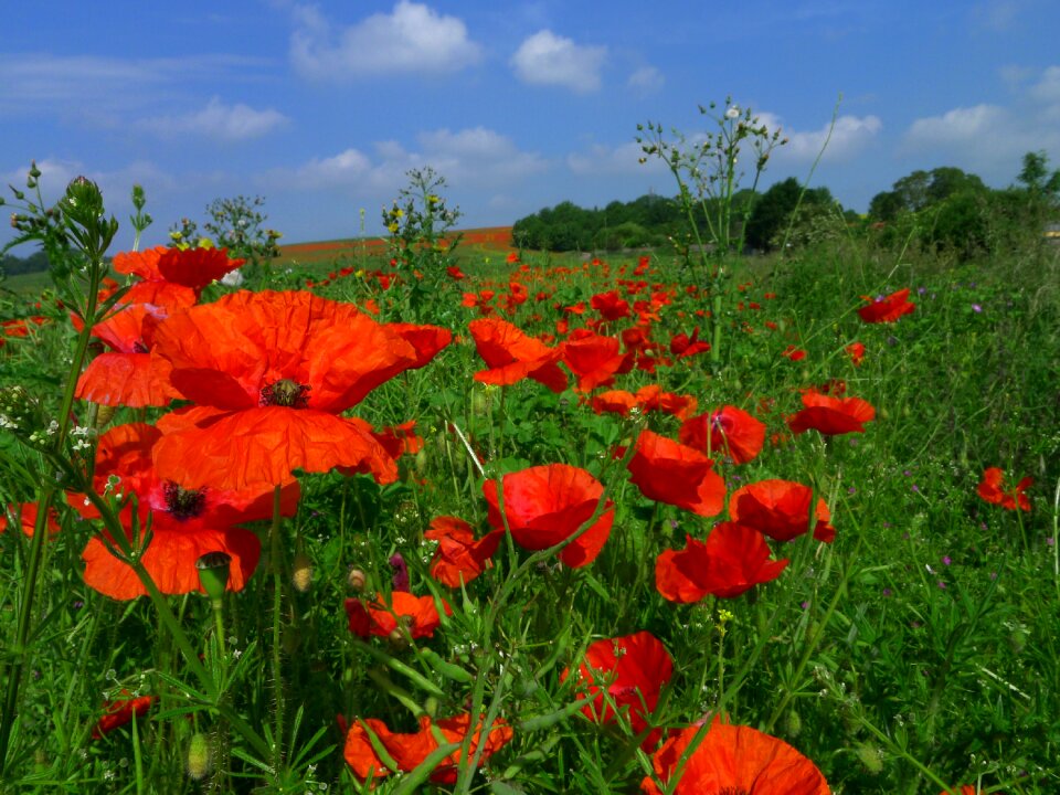 Red spring field photo