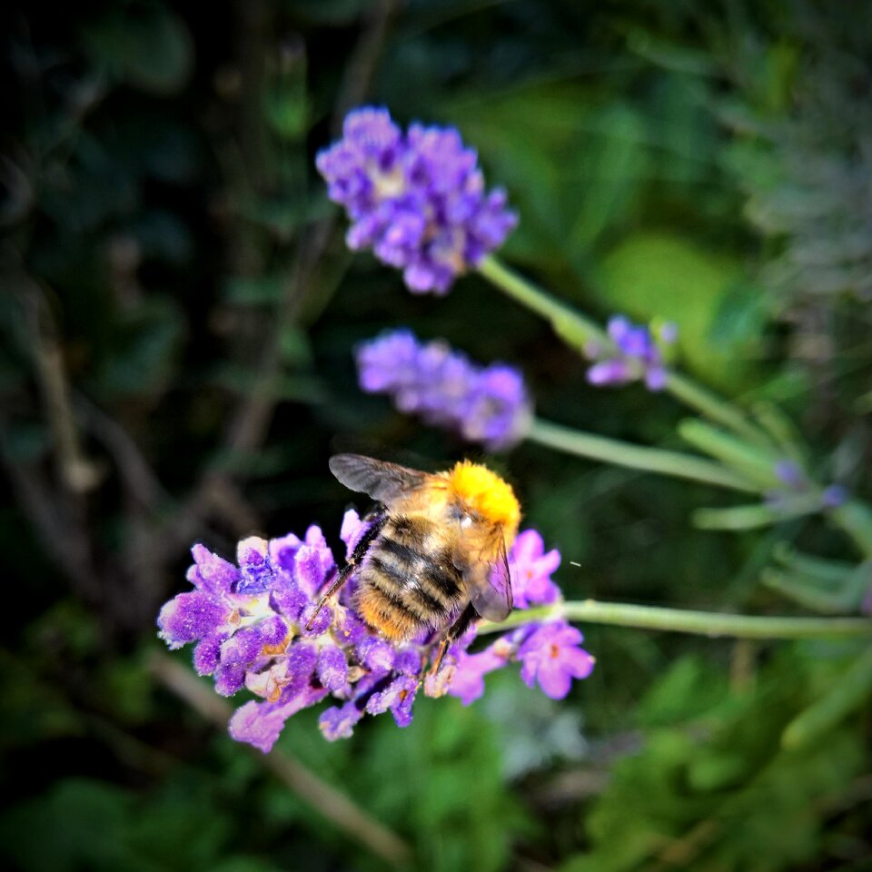 Yellow brown close up nectar