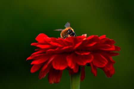 Bee garden close up photo