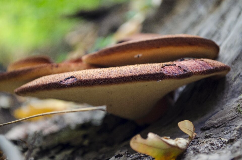 Forest tree fungus stump