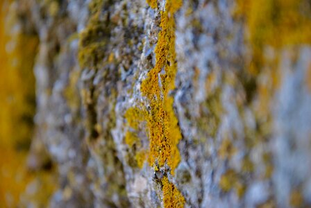 Moss stone yellow
