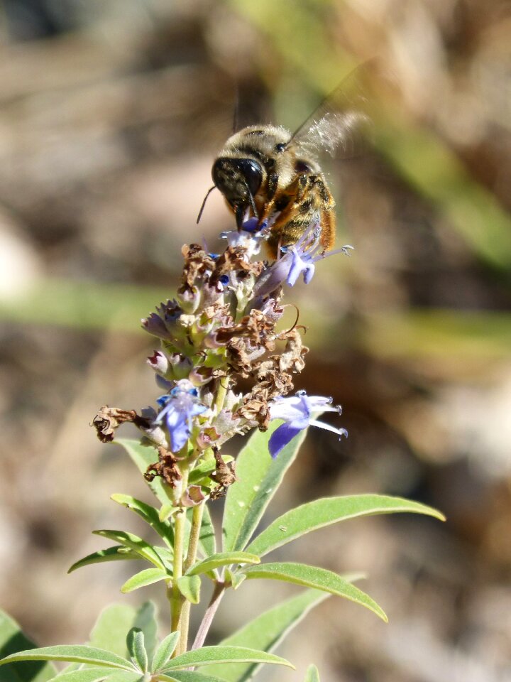 Bumblebee flower libar flap