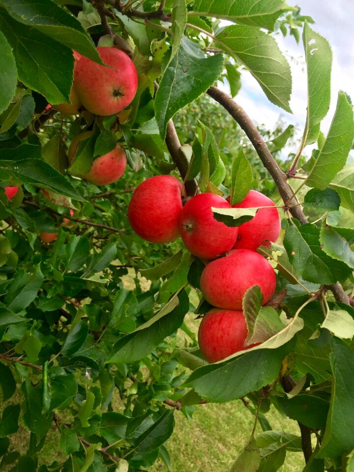 Red apple fruits fruit