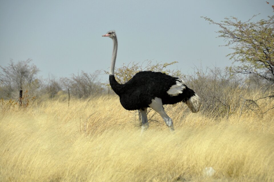 Bird bouquet botswana