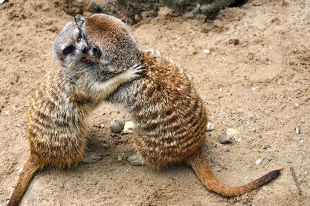 Zoo park funny