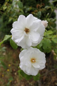 White nature flowering