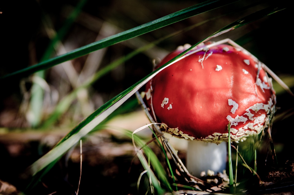 Poisoning forest collect