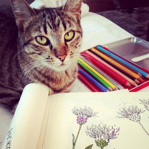 Hobby do it yourself pet