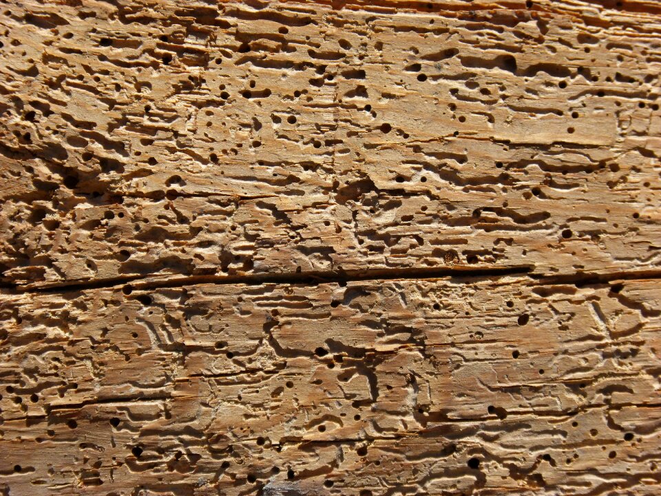 Old wood texture background