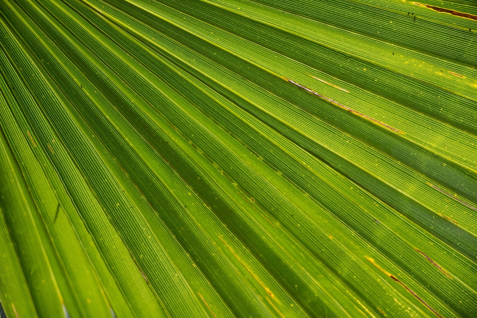 Palm tree close up beach