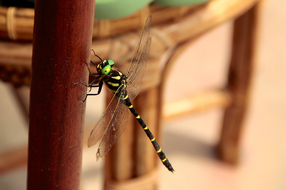Wing wildlife bug