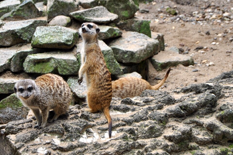 Mammal zoo park
