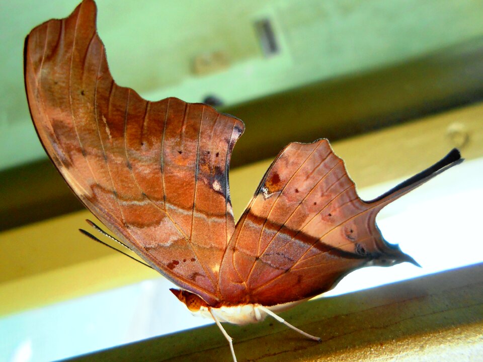 Butterfly nature wings