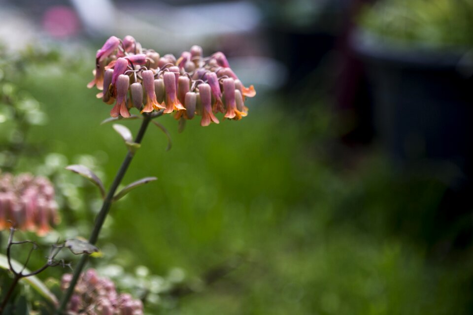 Garden gardening spring