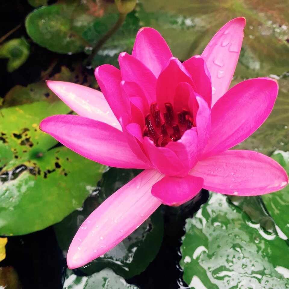 Pond ba moi ninh thuan
