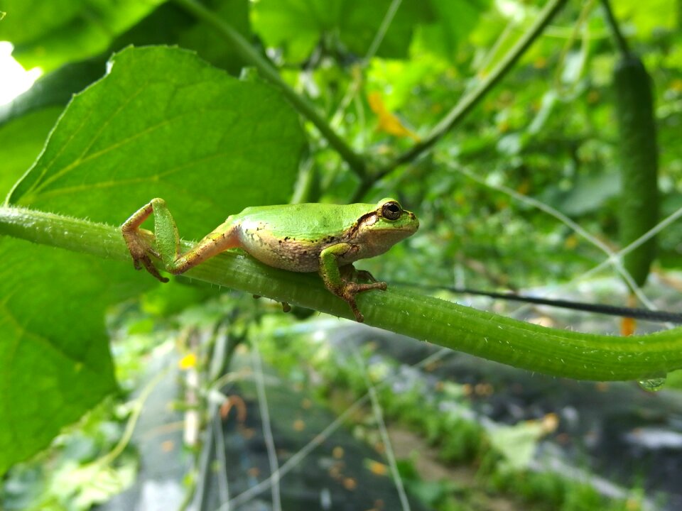 Cucumber cute rescue