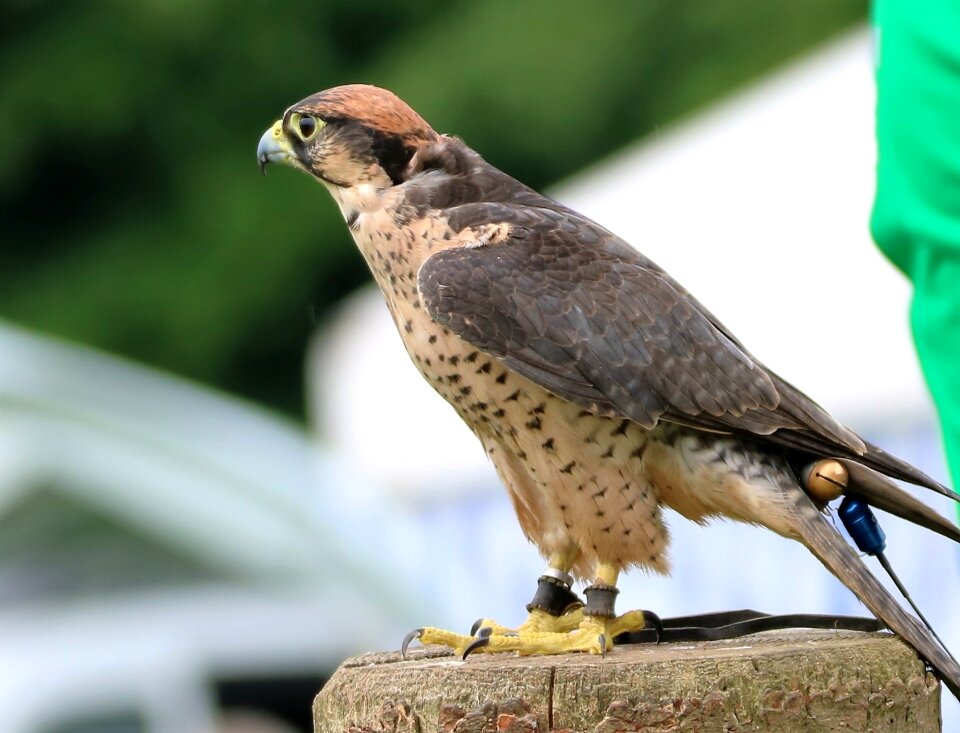 Lanner predator raptor
